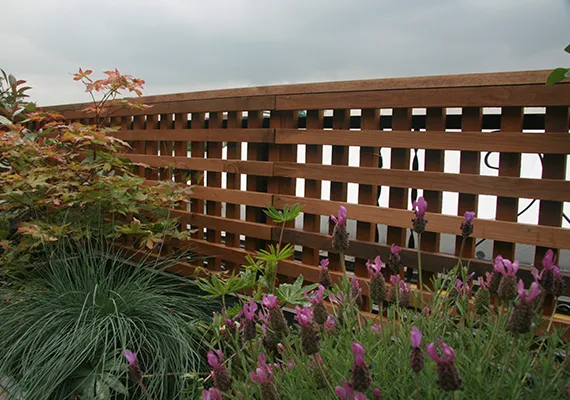 Lattice trellis fencing with lavender and ornamental grasses