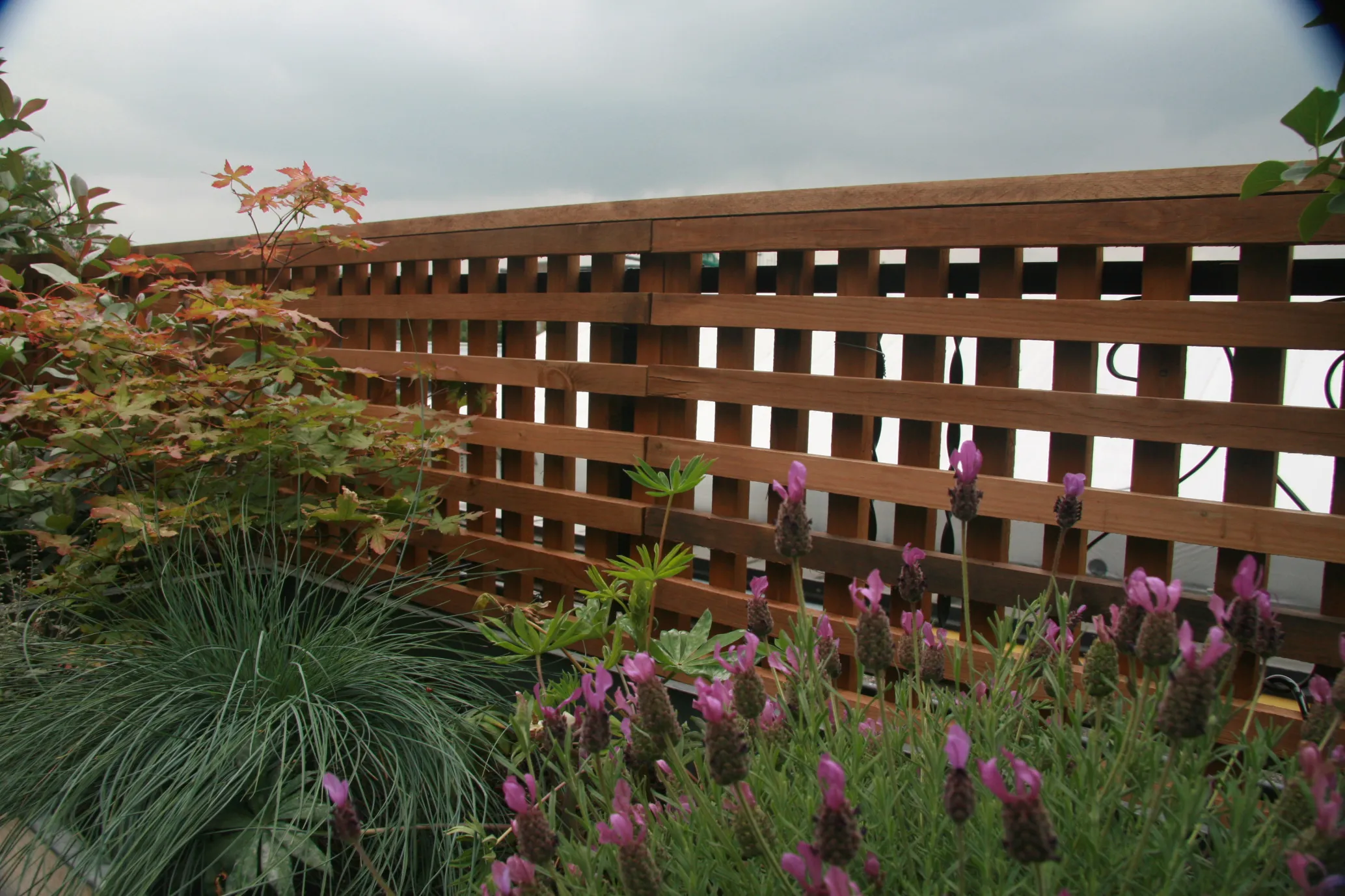 Lattice trellis planted with lavender and ornamental grasses
